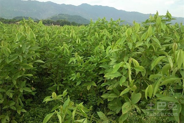 盘点千斤拔的作用与禁忌