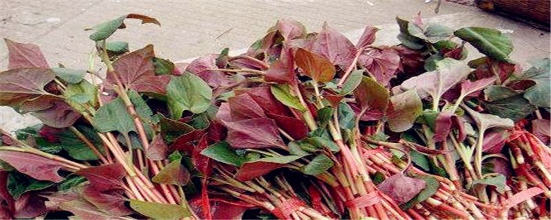 折耳根和鱼腥草的区别
