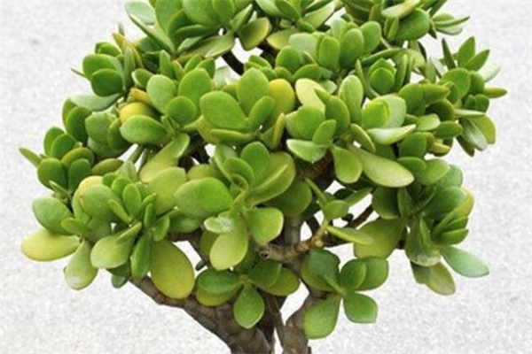 玉树盆景冬天怕冻吗 停止生长吗