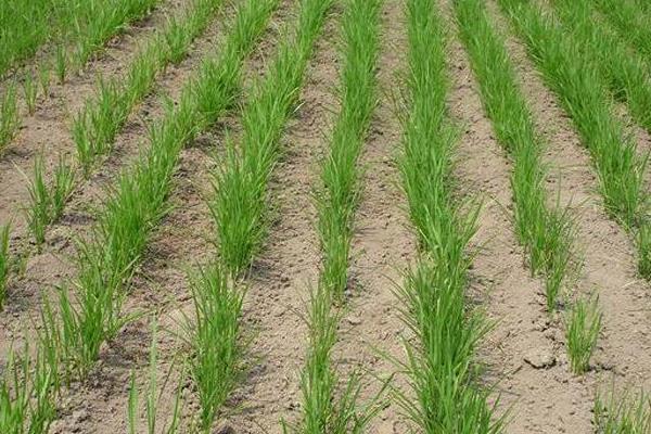 旱稻种植时间和方法，春播4至5月，夏播6月中旬