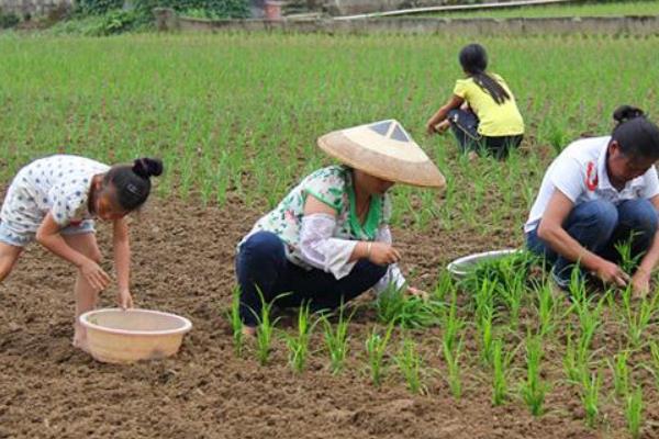 旱稻种植时间和方法，春播4至5月，夏播6月中旬