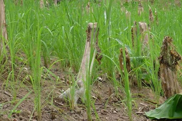 旱稻种植时间和方法，春播4至5月，夏播6月中旬