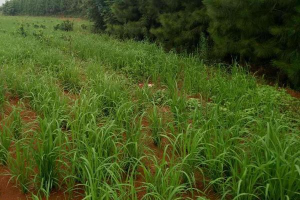 旱稻种植时间和方法，春播4至5月，夏播6月中旬