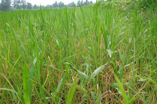 旱稻种植时间和方法，春播4至5月，夏播6月中旬