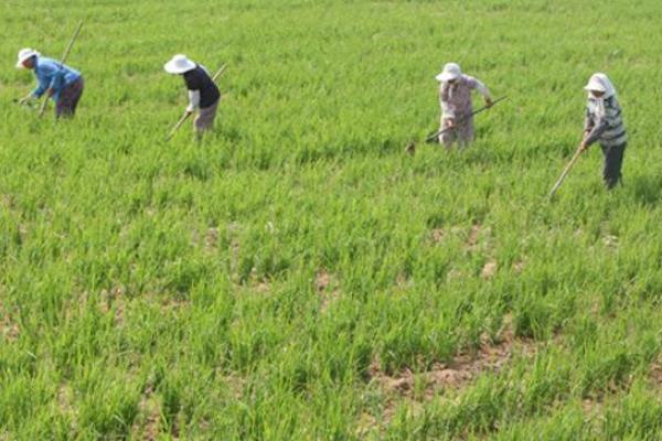 旱稻种植时间和方法，春播4至5月，夏播6月中旬