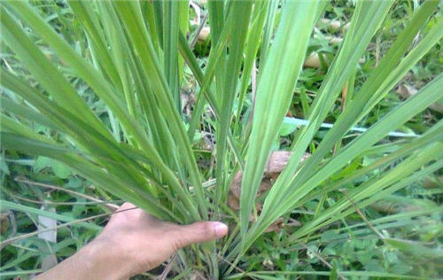 可以在花园里种植的7种草药
