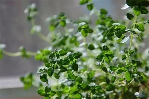 可以在花园里种植的7种草药