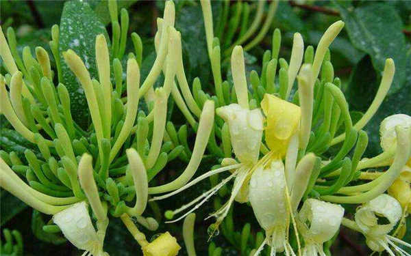 爬藤耐阴开花植物 喜阴的爬藤花