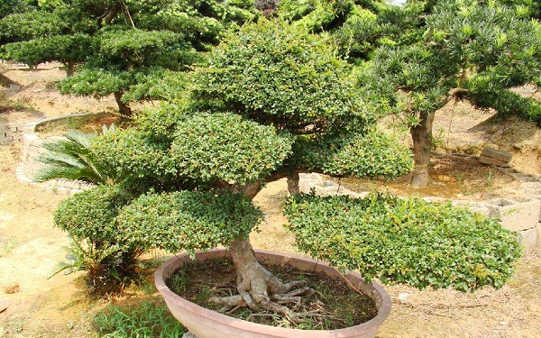 怎么用普通榆树做盆景