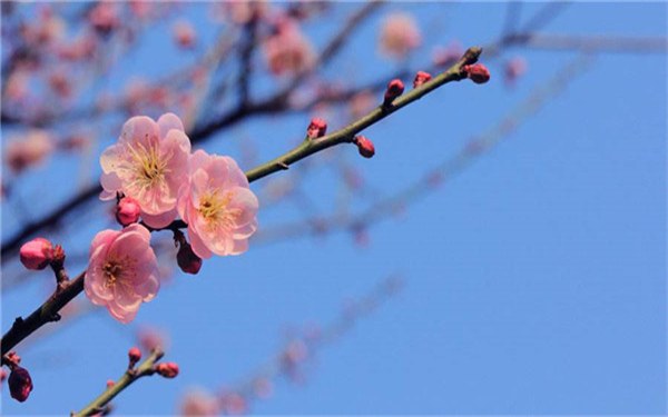 象征坚强勇敢独立的花 代表坚强励志的植物