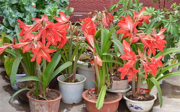 哪些花卉不能施复合肥 原因是什么