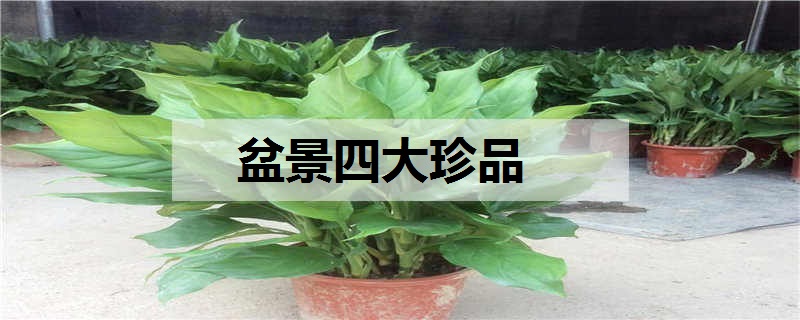 盆景四大珍品 特点是什么