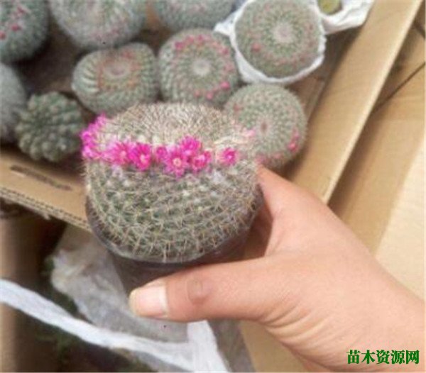 玉翁仙人球什么时候开花 玉翁仙人球的养殖方法和注意事项