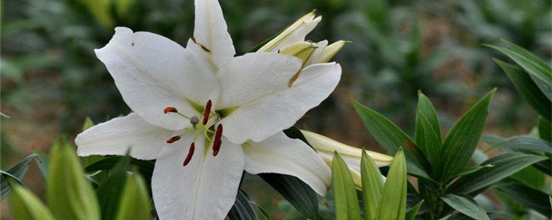 中国有多少种百合花