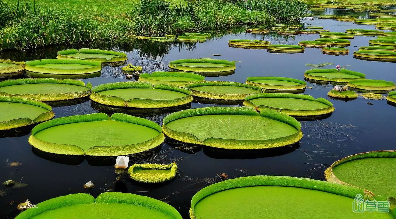 水生植物的叶子为什么能漂浮在水面