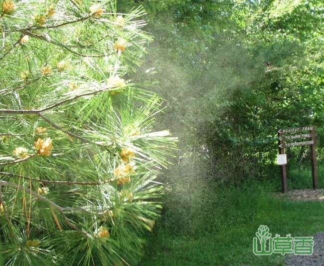 什么是风媒花，风媒花有哪些