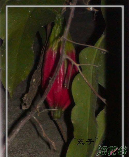 昙花有种子吗