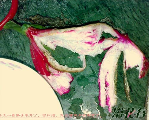 昙花有种子吗