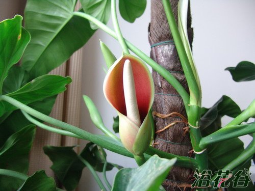 绿萝开花吗(图)