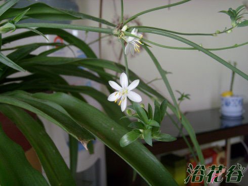 吊兰多长时间开花