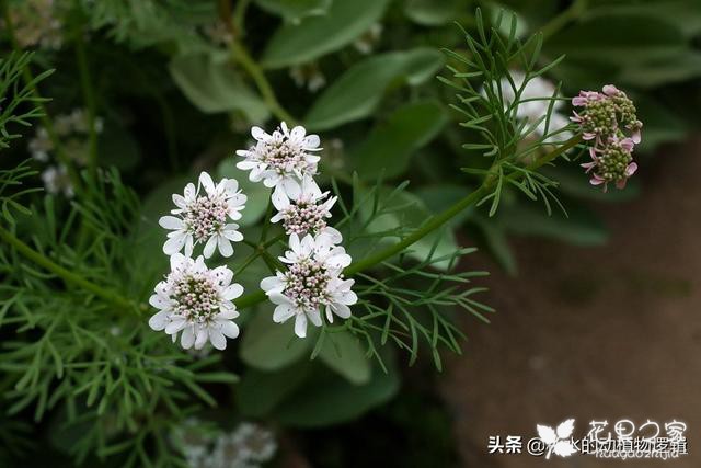 低调含蓄有品味的芜荽花