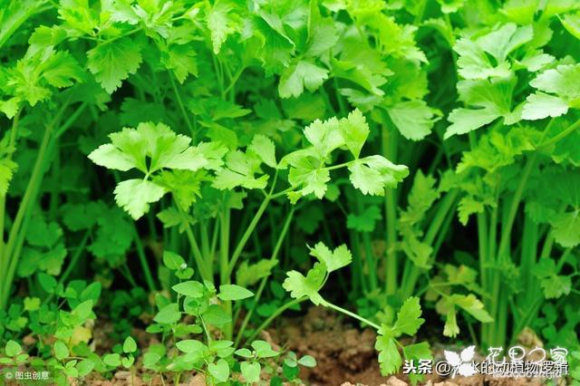 低调含蓄有品味的芜荽花
