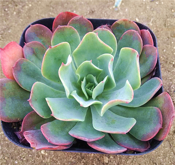 清新的雨后彩虹