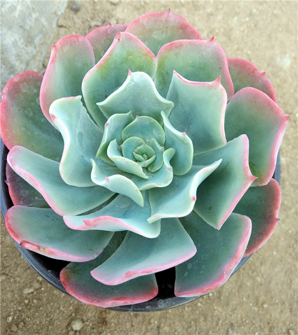 清新的雨后彩虹