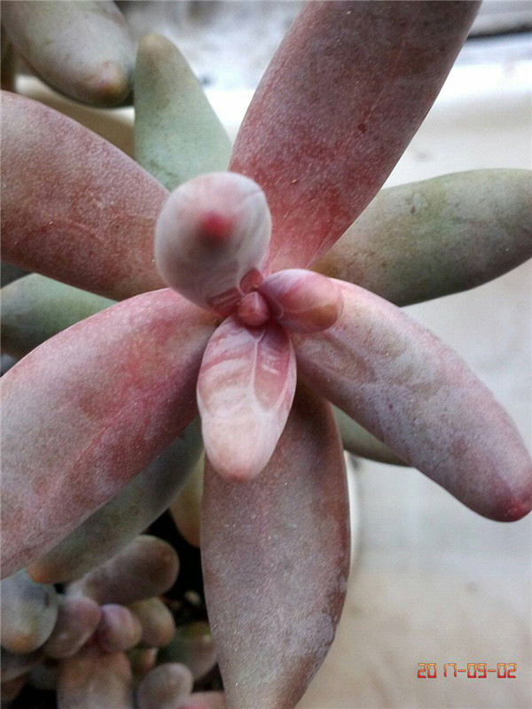 红红的手指，红手指