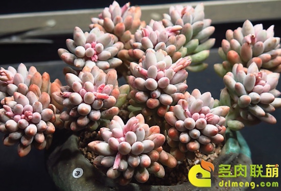 红红的手指，红手指