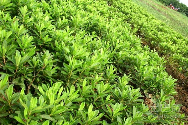 杜鹃花苗多少钱一棵 杜鹃花苗的栽培技术