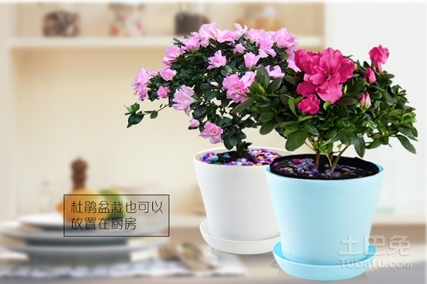 杜鹃花苗多少钱一棵 杜鹃花苗的栽培技术
