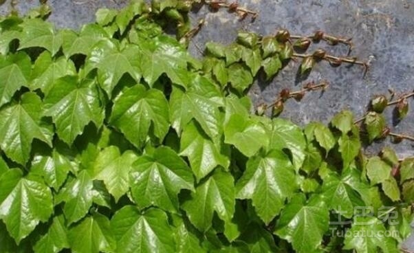 地锦的功效与作用盘点