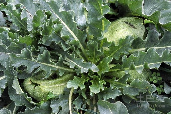马尿泡图片、植物形态以及药用价值是怎么样的？