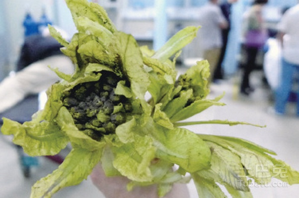 马尿泡图片、植物形态以及药用价值是怎么样的？