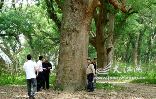 江西近“千年”古树引来八方游客