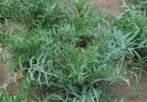 沙芥的种植方法和时间 沙芥的用途有哪些