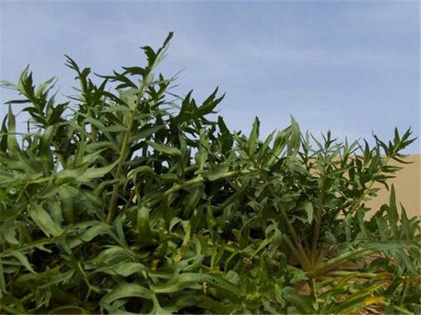沙芥的种植方法和时间 沙芥的用途有哪些