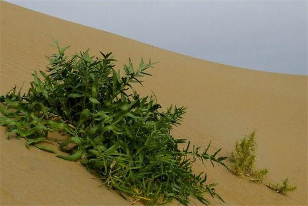 沙芥的种植方法和时间 沙芥的用途有哪些