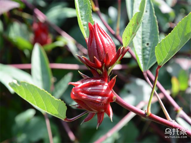 玫瑰茄和玫瑰花的5大区别
