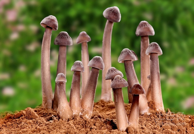 鸡枞菌图片简介，鸡枞菌的种植技巧
