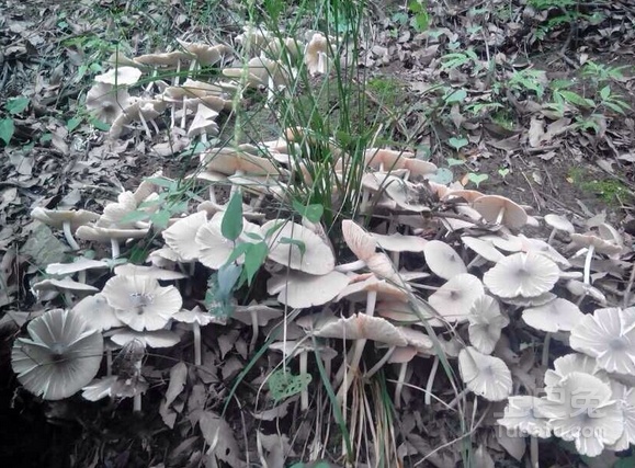 鸡枞菌图片简介，鸡枞菌的种植技巧