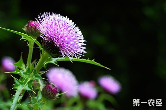 如何辨别大蓟与小蓟？中药大蓟和小蓟有什么区别？