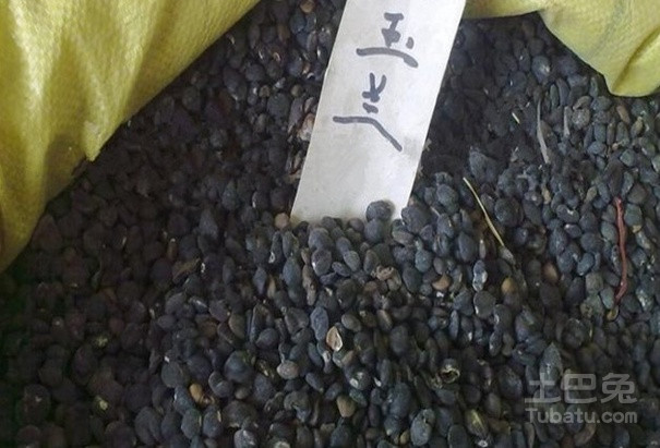 玉兰种子作用盘点