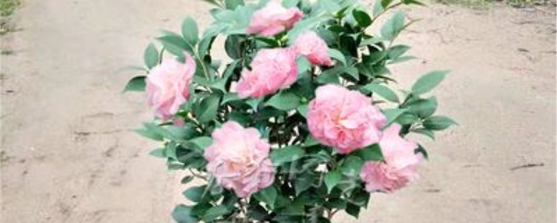 香茶花为什么掉叶子