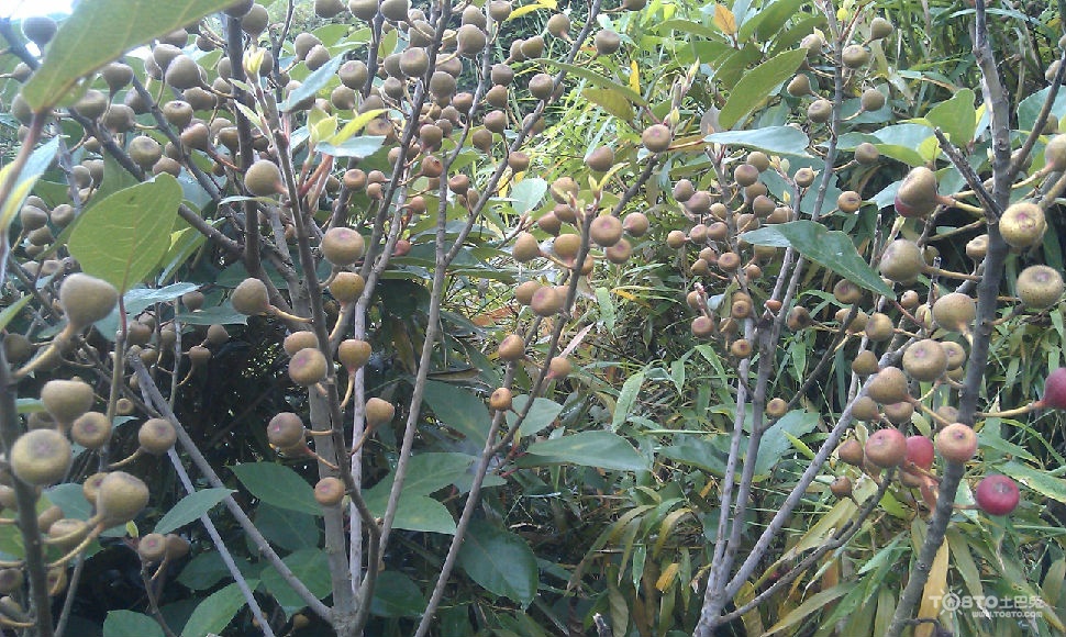 猪苓的功效与作用及食用方法和禁忌