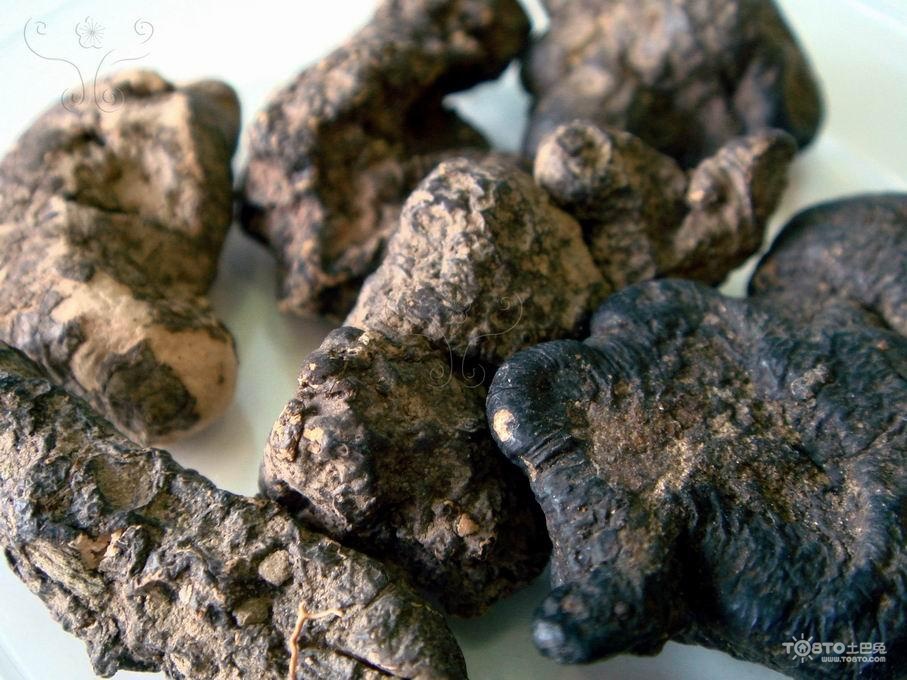 猪苓的功效与作用及食用方法和禁忌