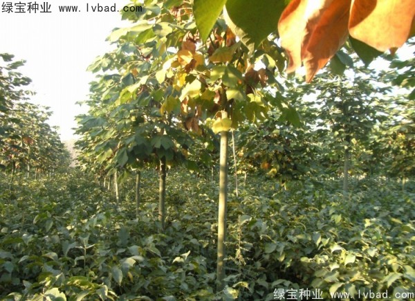 青桐种子多少钱一斤？