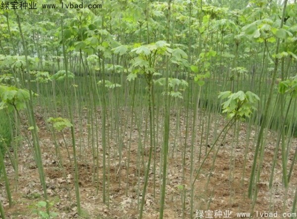 青桐种子多少钱一斤？