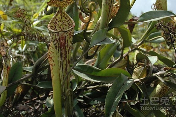 食肉植物种类介绍
